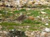 Shore Lark