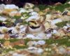 Shore Lark