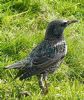 Starling