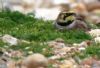 Shore Lark