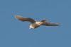 Iceland Gull