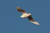 Iceland Gull