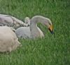 Whooper Swan