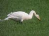 Whooper Swan