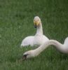 Whooper Swan