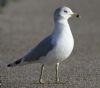 Ring-billed Gull