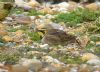 Shore Lark