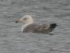 Yellow-legged Gull