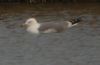 Yellow-legged Gull