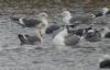 Yellow-legged Gull