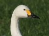 Bewick's Swan