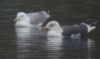 Caspian Gull