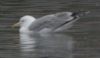 Caspian Gull