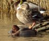 Ferruginous Duck