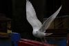 Iceland Gull