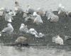 Glaucous Gull