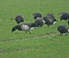 Light-bellied Brent Goose