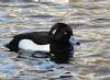 Tufted Duck