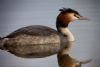 Great Crested Grebe