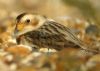 Snow Bunting