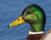 Mallard