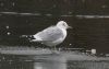 Common Gull