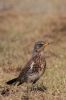 Fieldfare