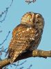 Tawny Owl