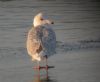 Iceland Gull