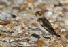 Snow Bunting