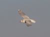 Mediterranean Gull