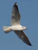 Ring-billed Gull