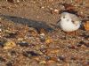 Sanderling