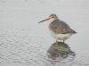 Spotted Redshank