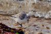 Sanderling