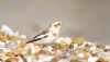 Snow Bunting