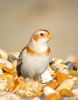 Snow Bunting