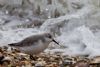 Sanderling