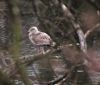 Herring Gull