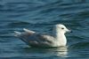 Iceland Gull