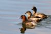 Little Grebe