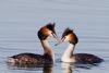 Great Crested Grebe