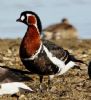 Red-breasted Goose