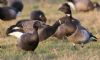 Light-bellied Brent Goose