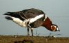 Red-breasted Goose