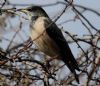 Rose-coloured Starling