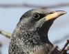 Rose-coloured Starling