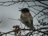 Rose-coloured Starling