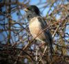 Rose-coloured Starling