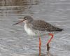 Spotted Redshank